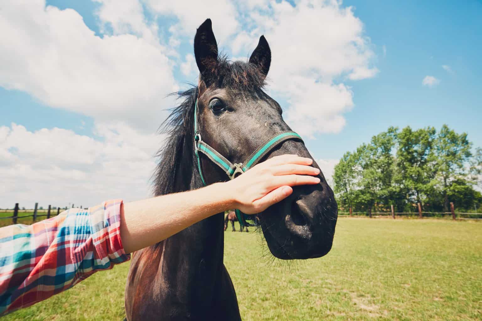 Man caress horse