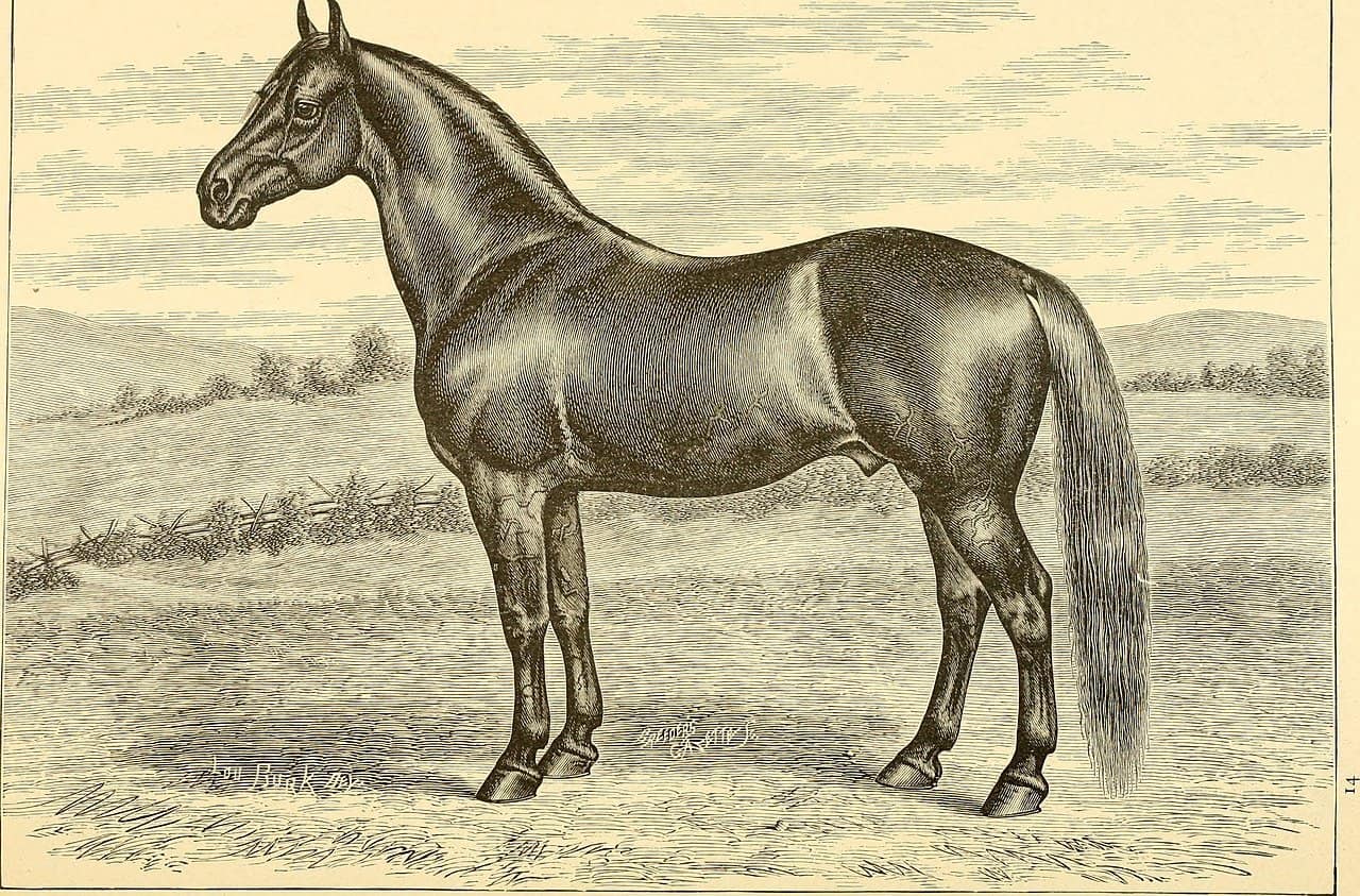 morgan horse, 1887