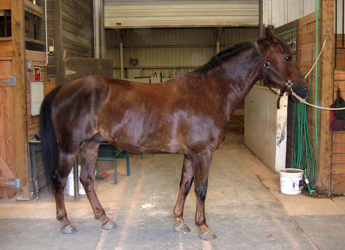 morgan horse in barn