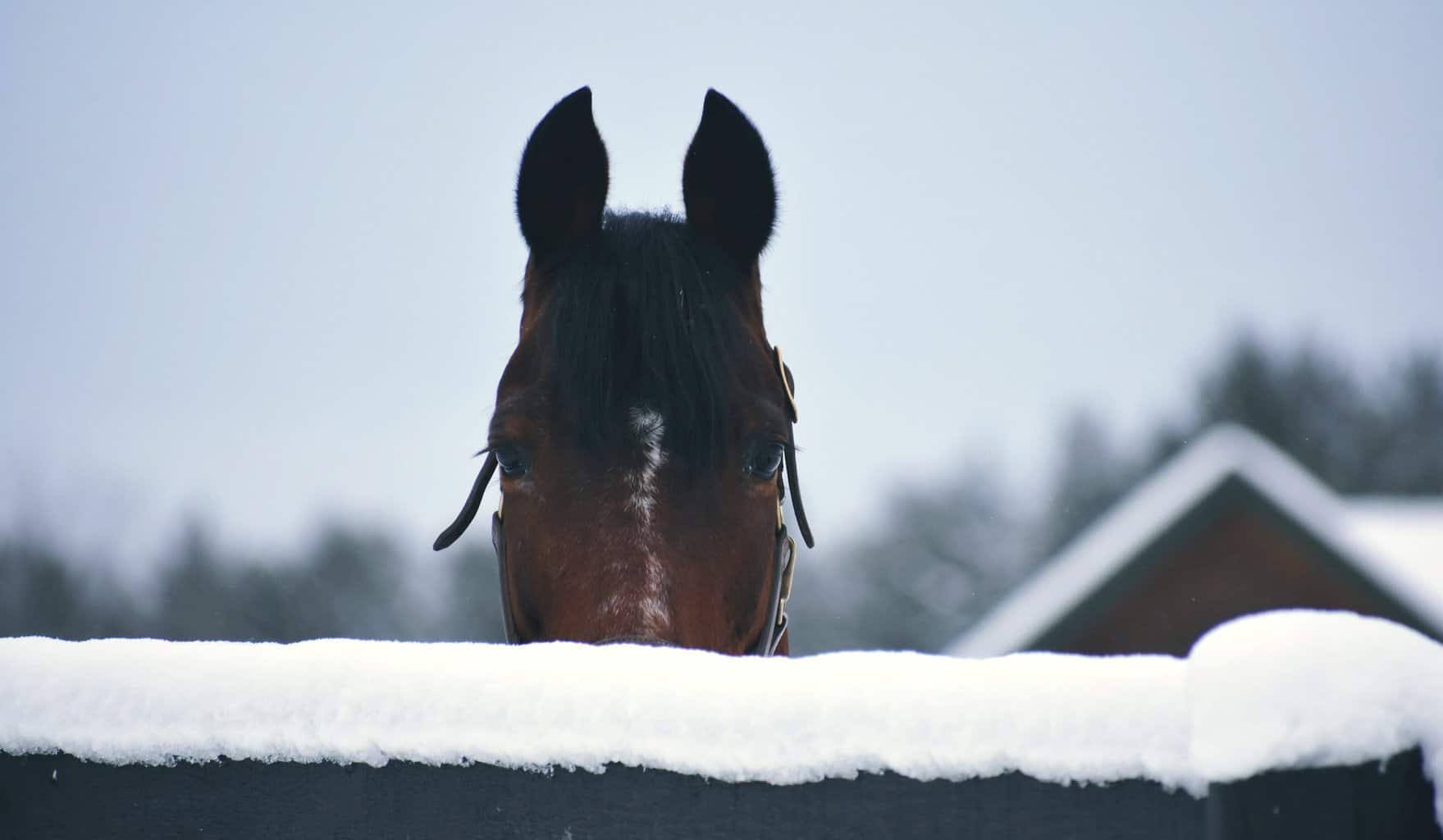 morgan horse stare