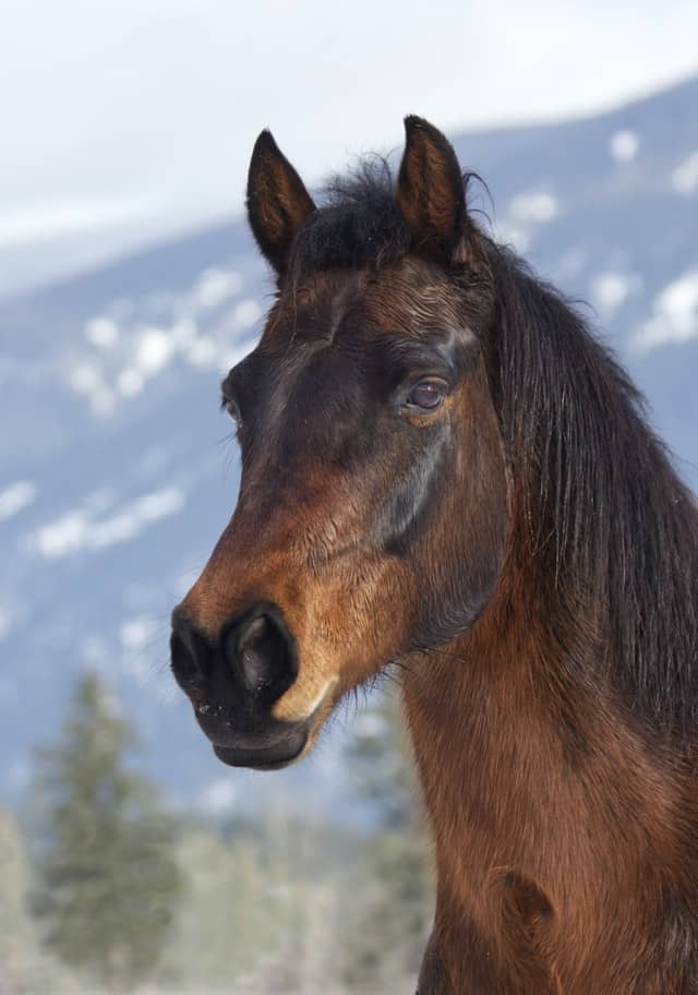 morgan horse usa