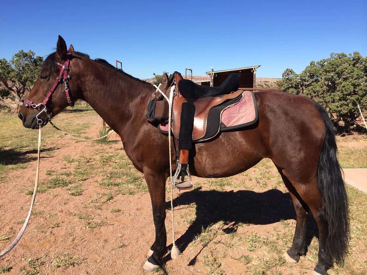 morgan horse