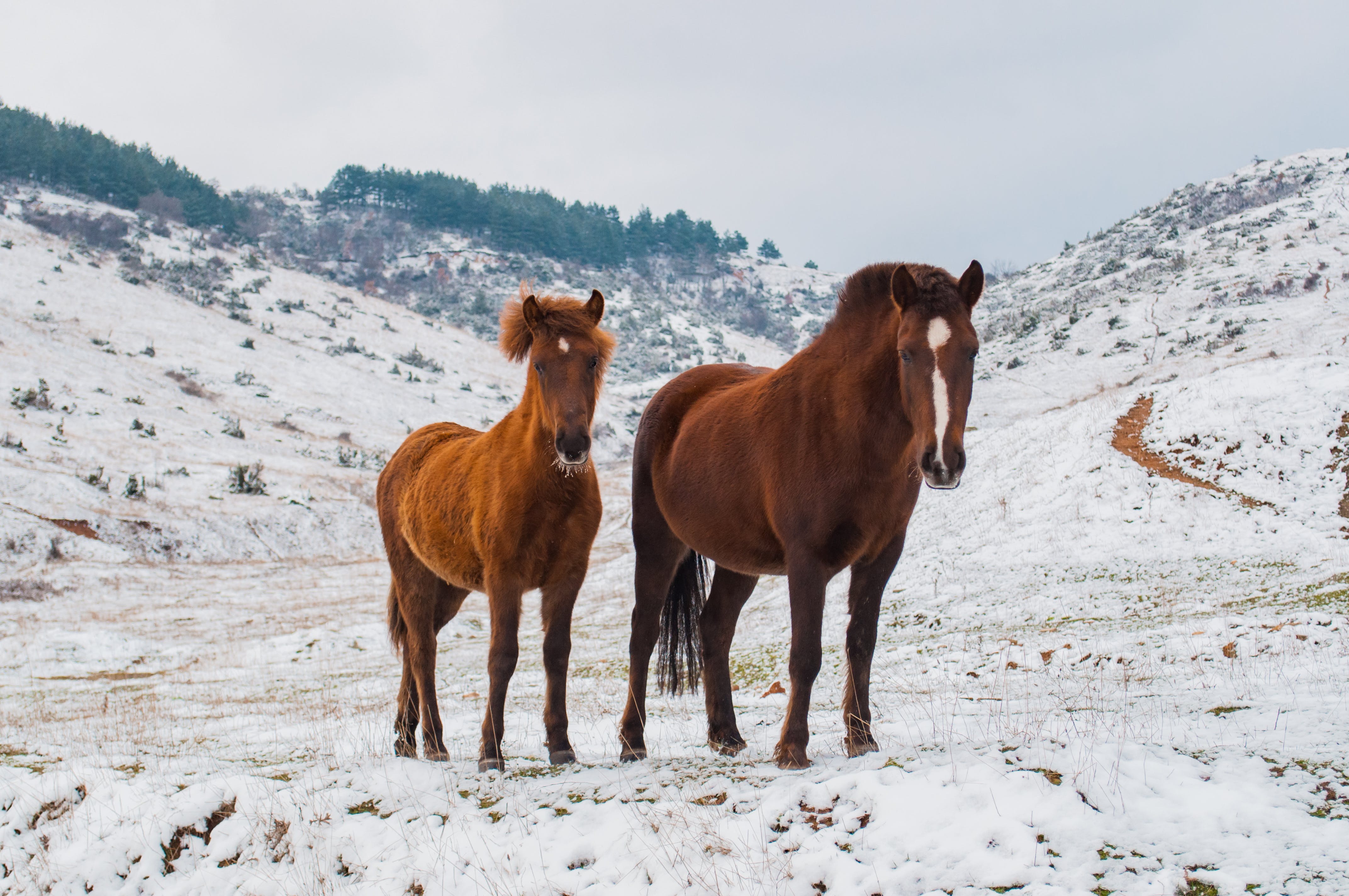 Free Two Brown Horses on Snowy Field Stock Photo