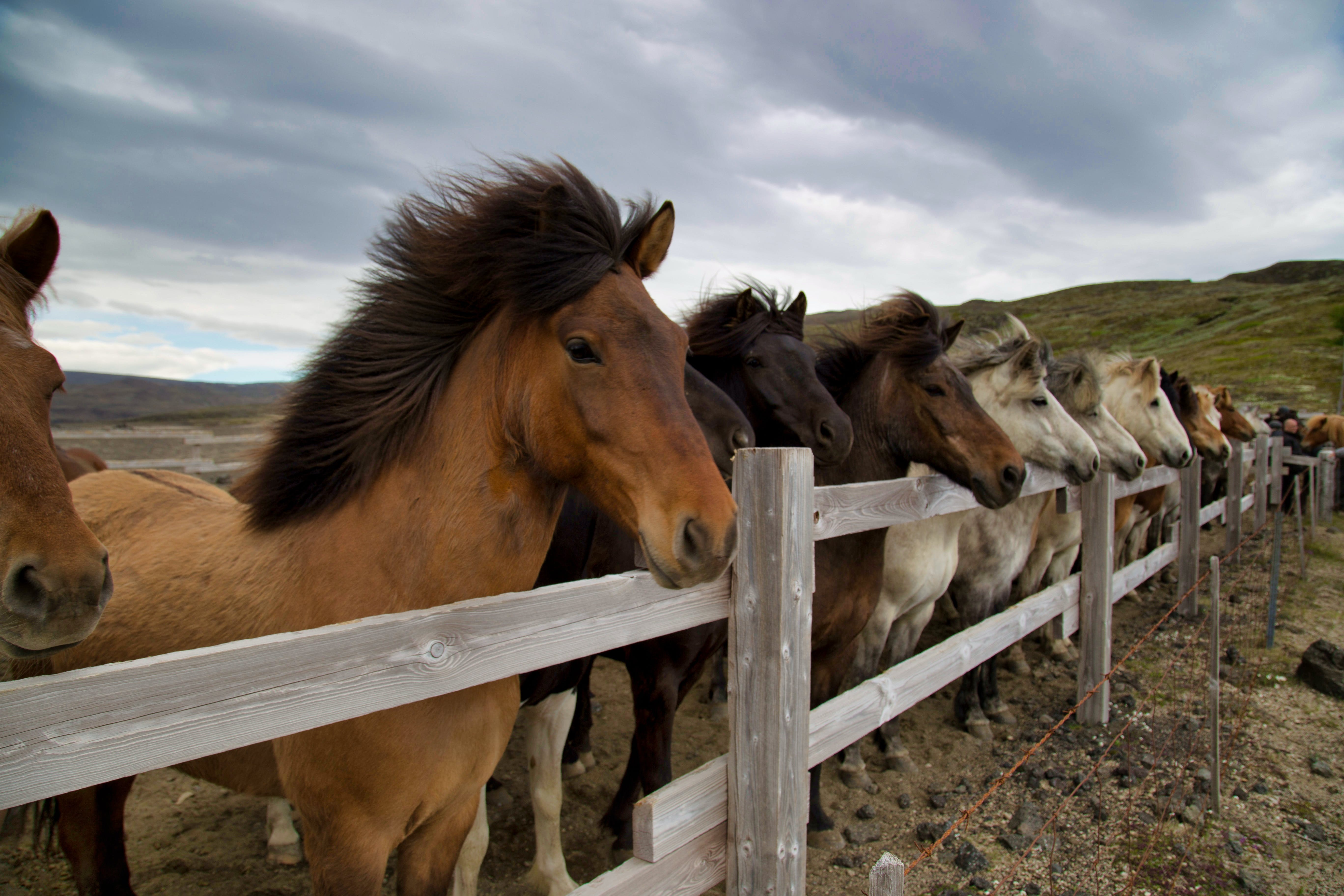 Free Herd of Horses on White Wooden Fence Stock Photo