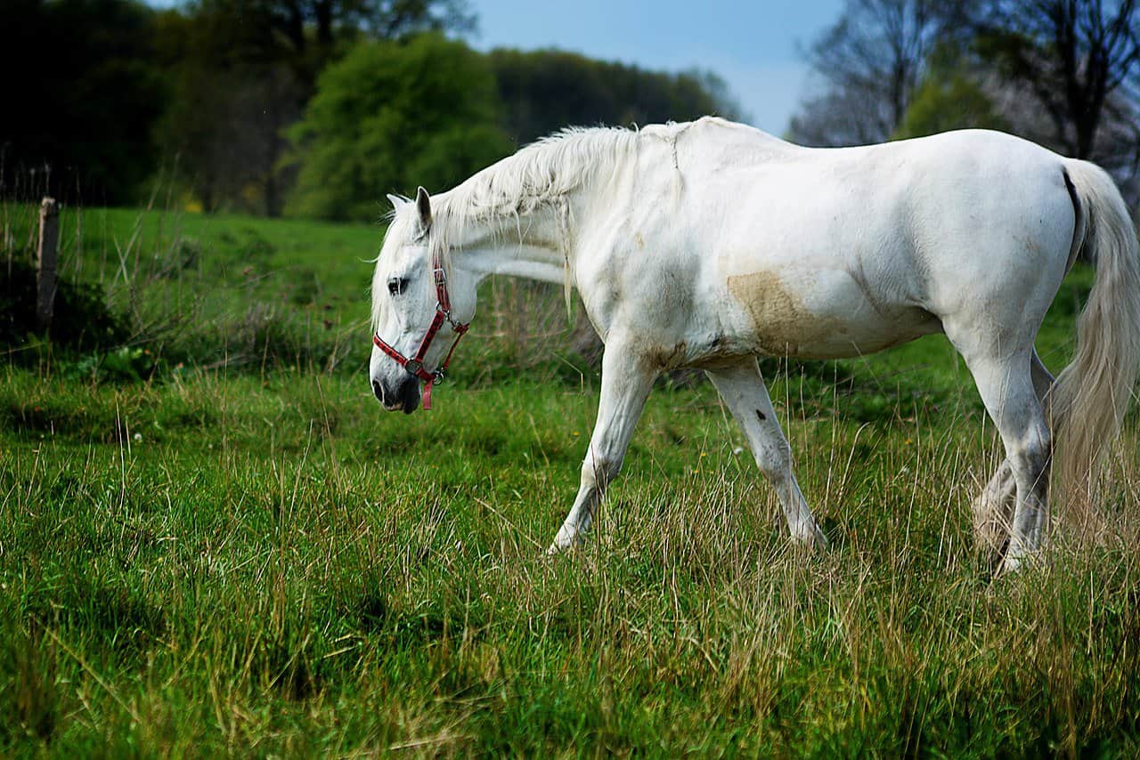 pure spanish horse