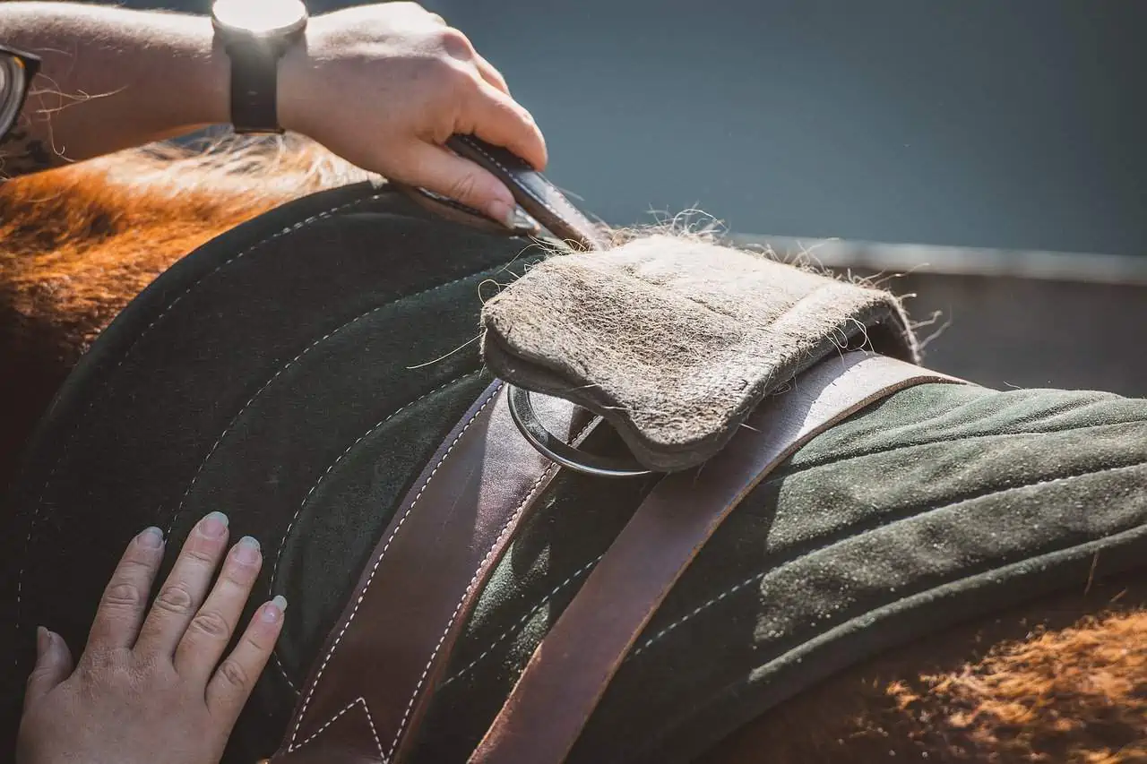 Horse Gear & Equipment: saddle pad