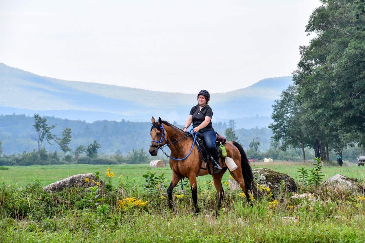 training morgan horse