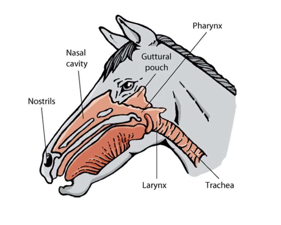 Upper Portion Of The Horse’s Respiratory System