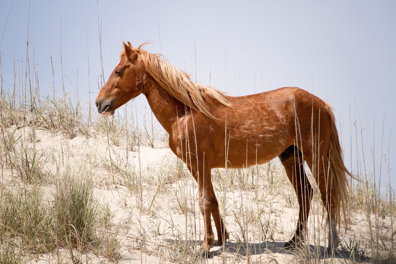 Wild Mustang Spaniolă Animal Cal - Fotografie gratuită pe Pixabay