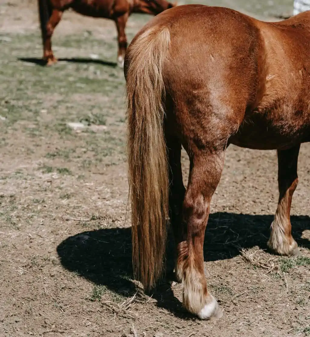 upper hind legs