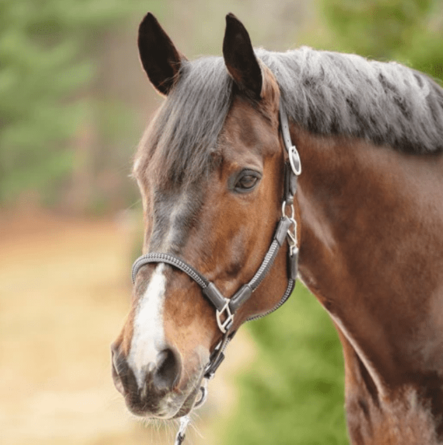 Kavalkade Cavo Halter with Lead