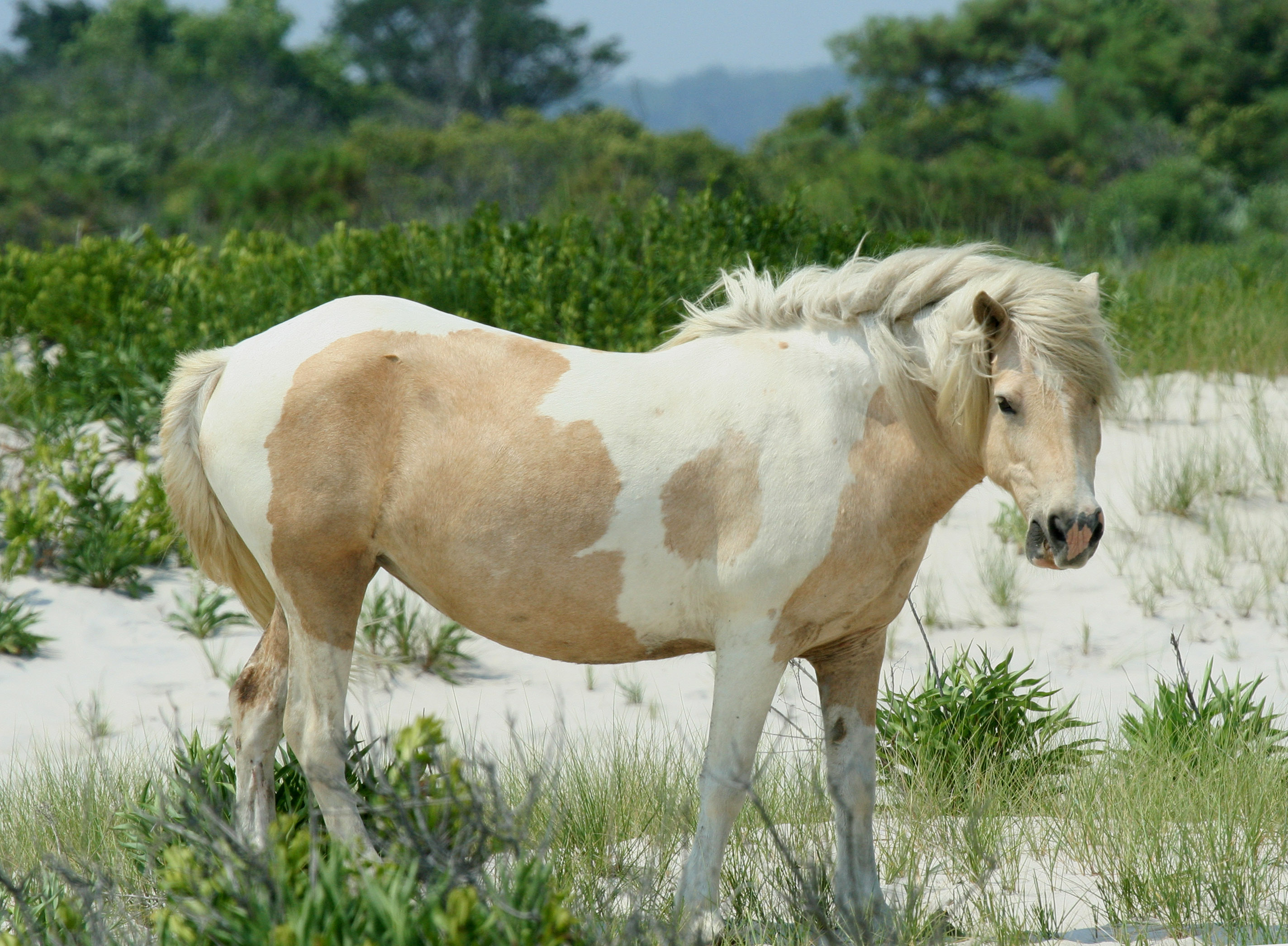 Chincoteague Pony - Wikipedia