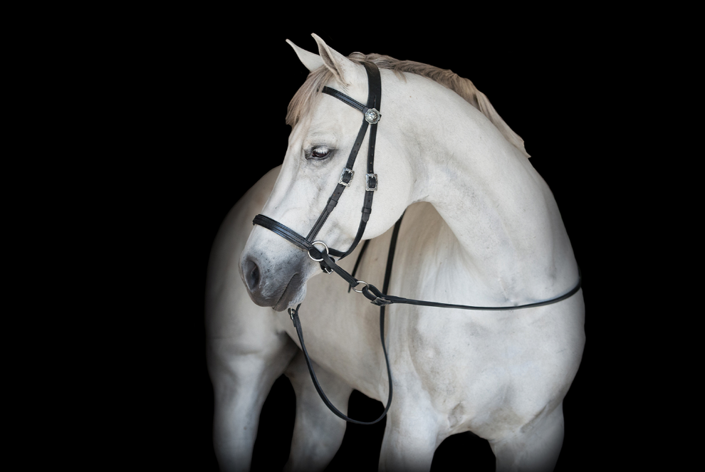 western bitless bridle