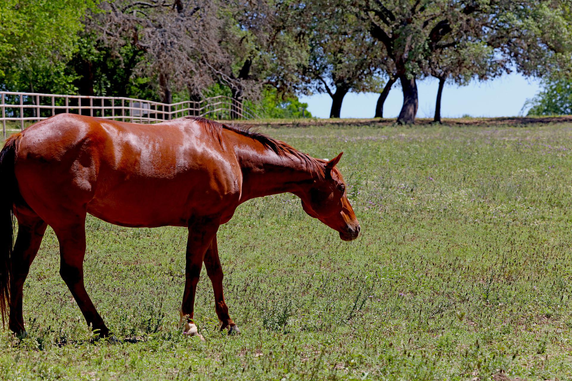 Sorrel Horse Guide The Horse and Stable