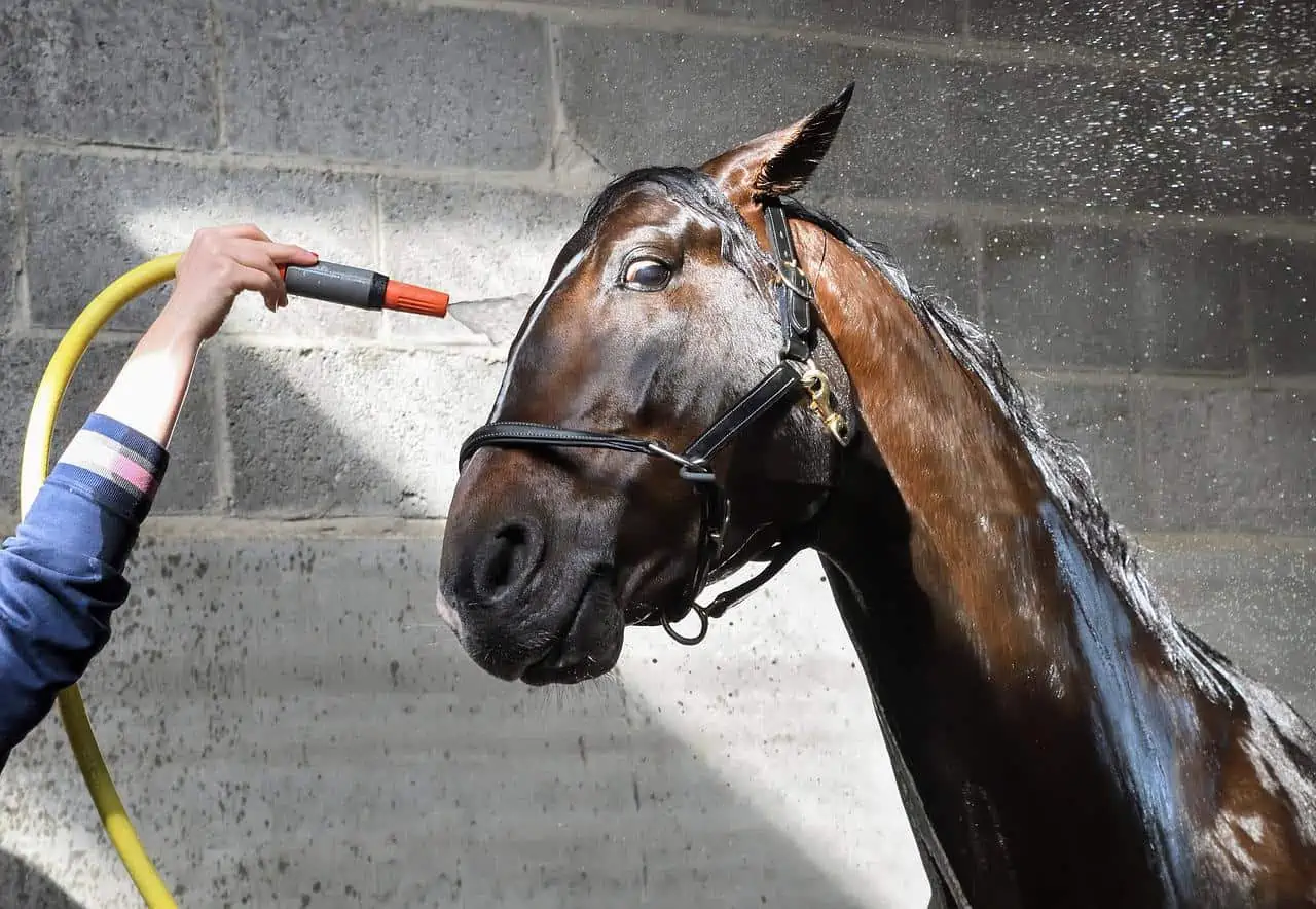 horse bathing