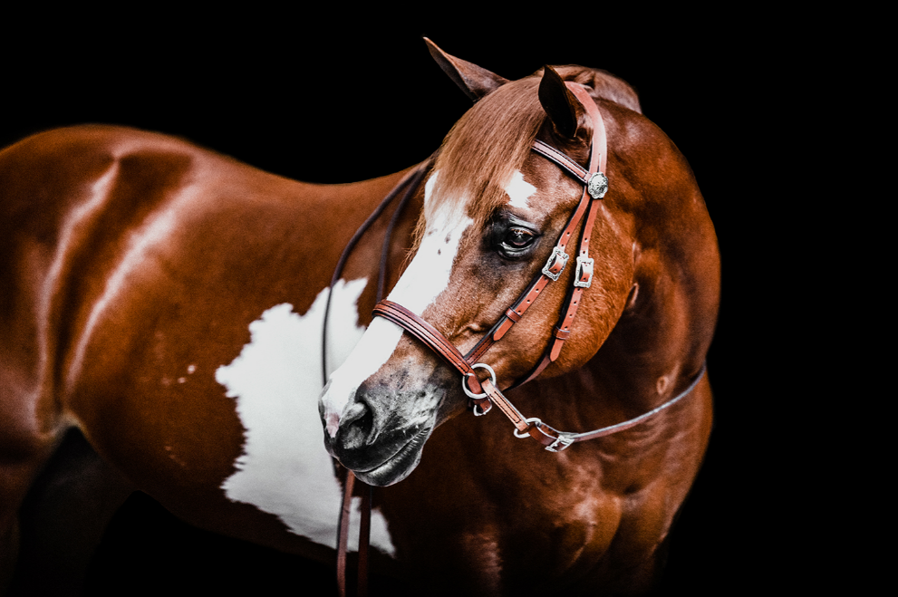 horse has a bitless bridle