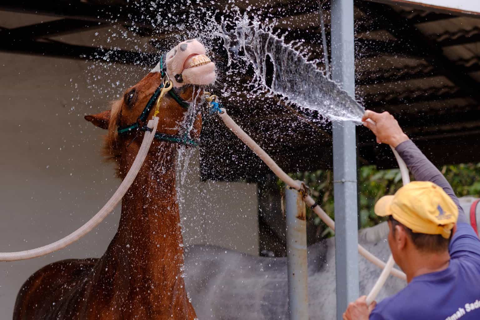 horse shower