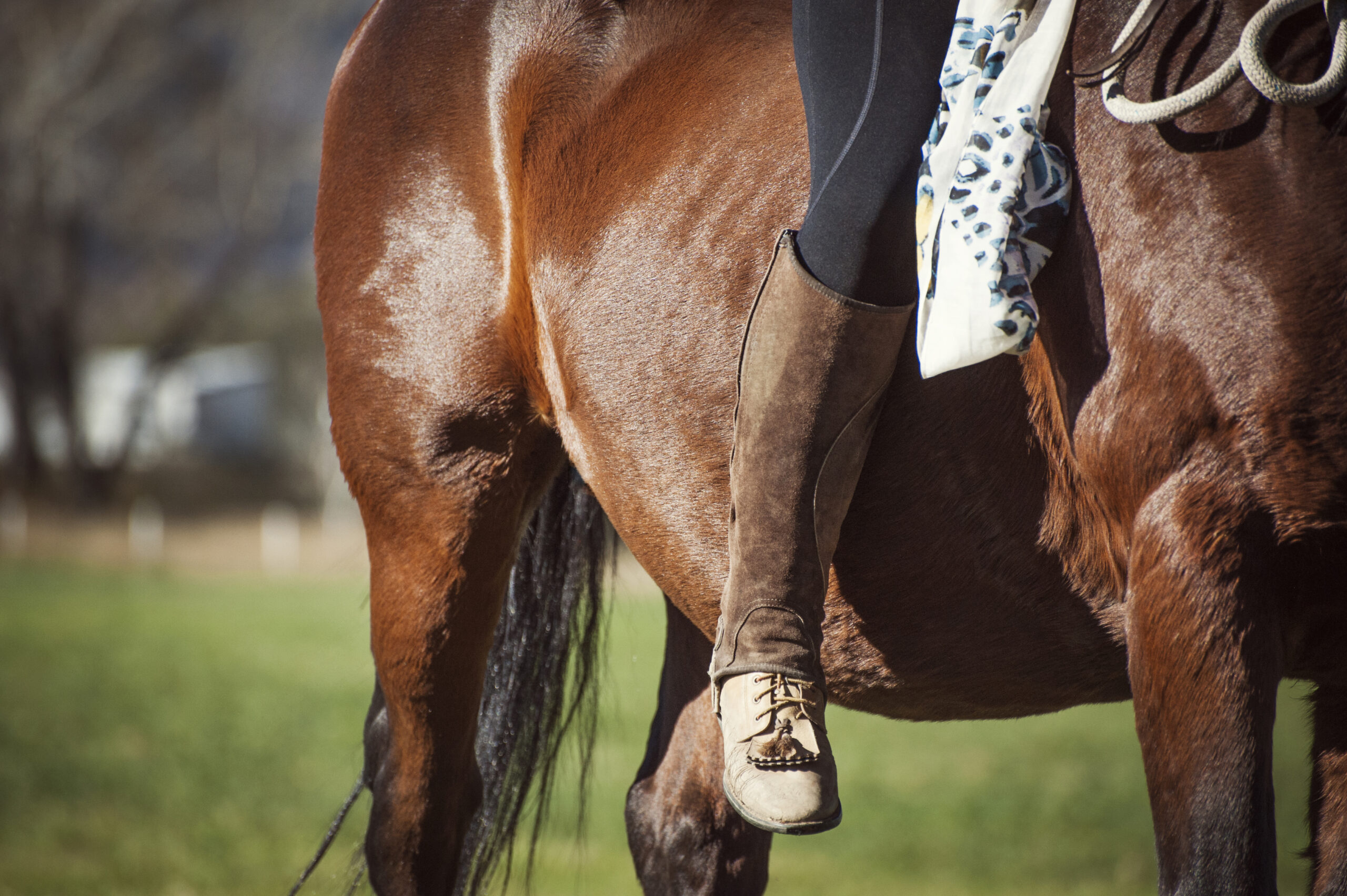 paddock boots