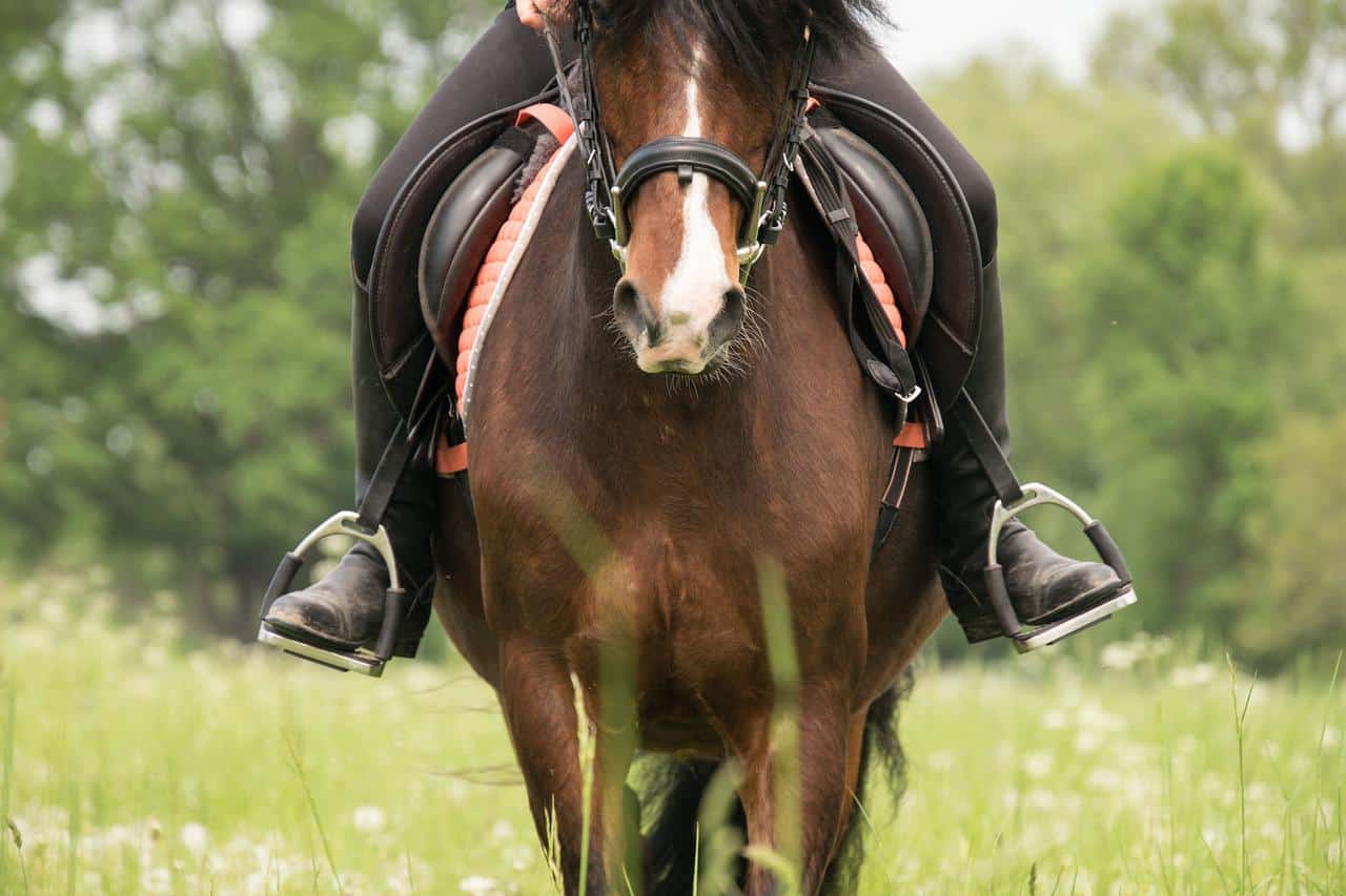 saddle with stirrups