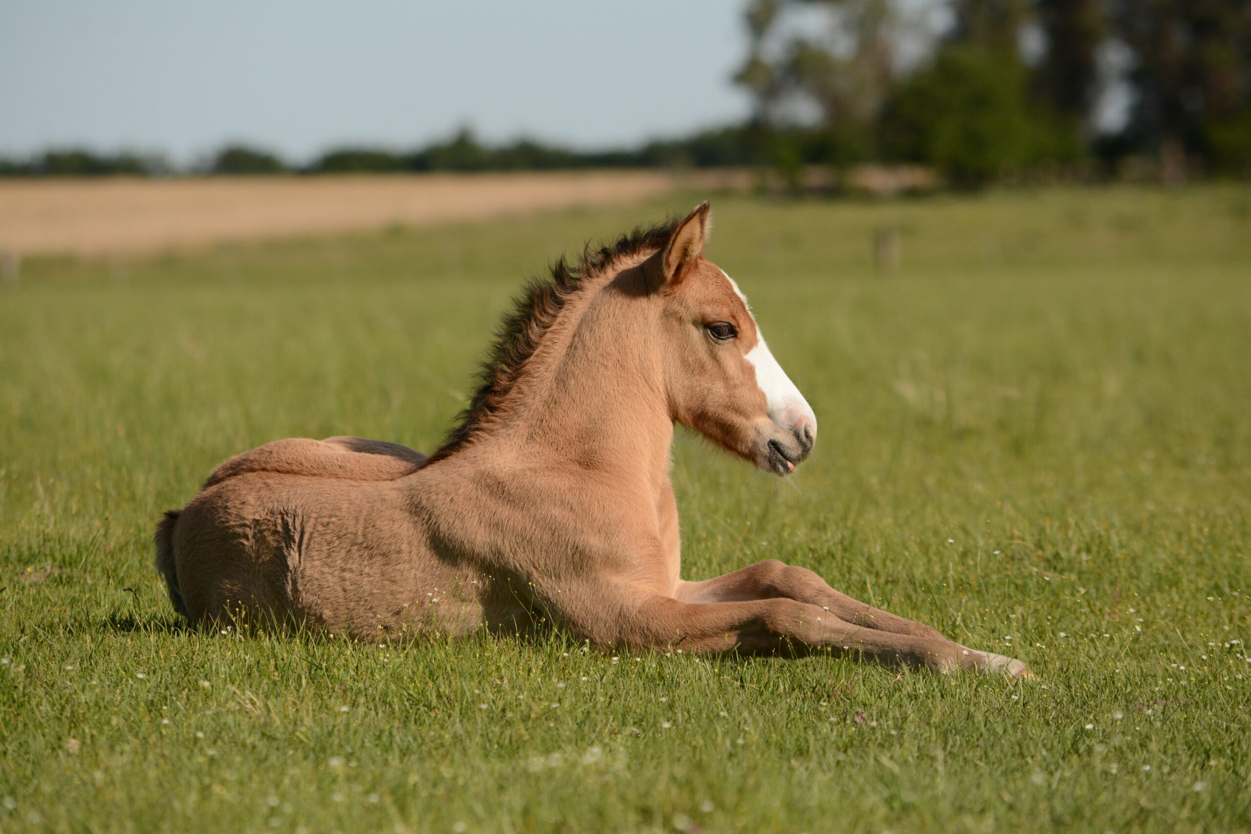 How do you breed a sorrel foal?