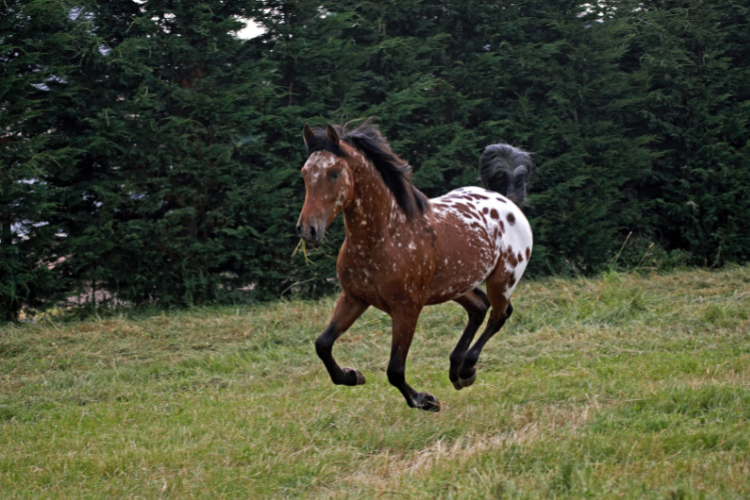 Appaloosa Horse