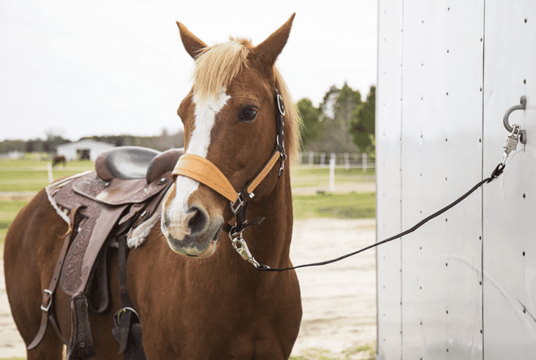 Best Horse Trailer Ties for Long Hauling Horses