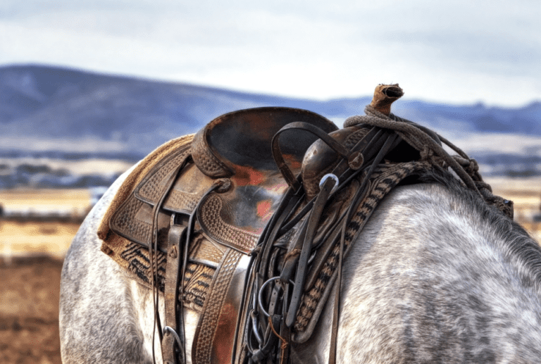 Best Roping Saddles Guide An Extensive Overview
