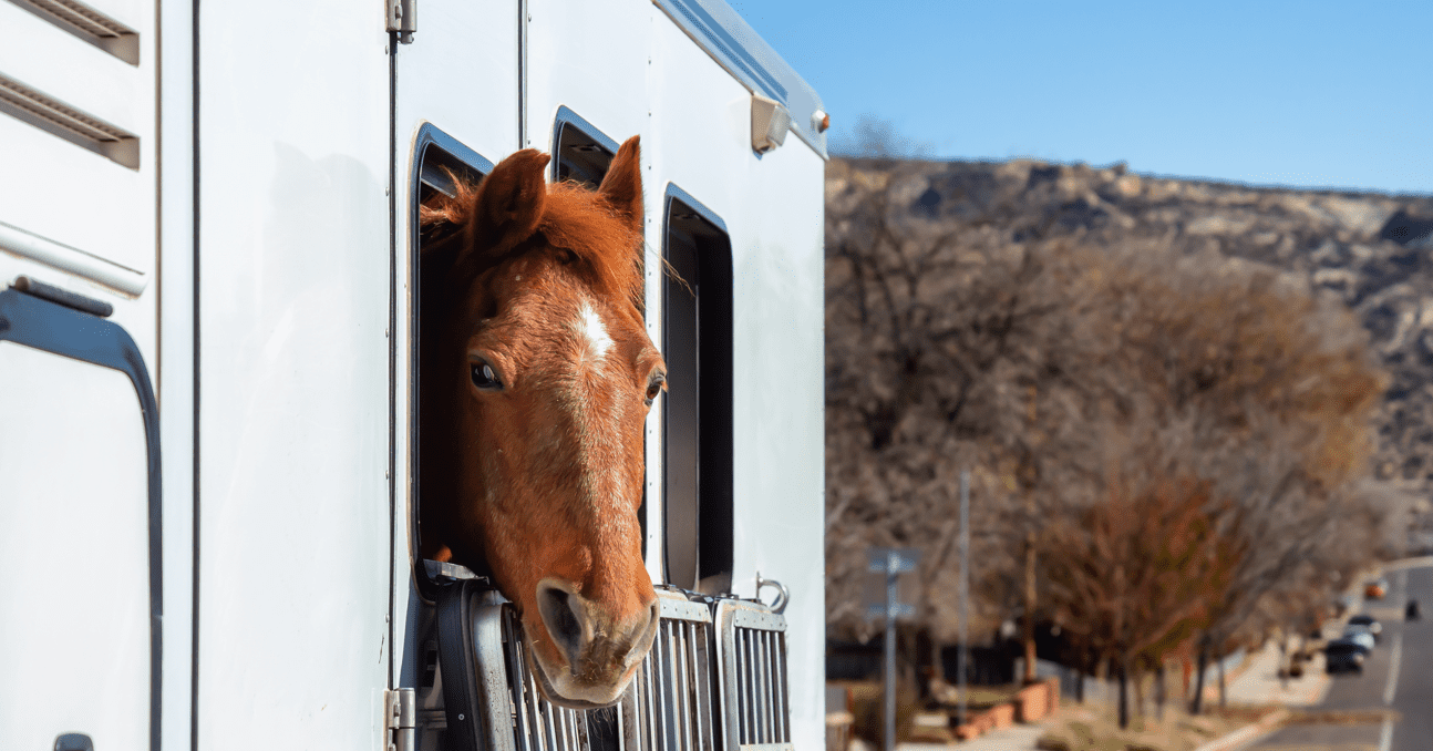 Types of Horse Trailers