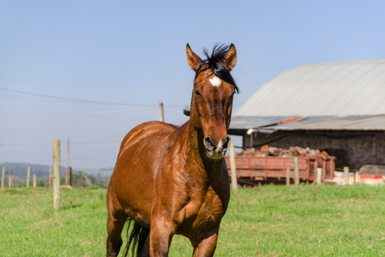 Criollo Horse