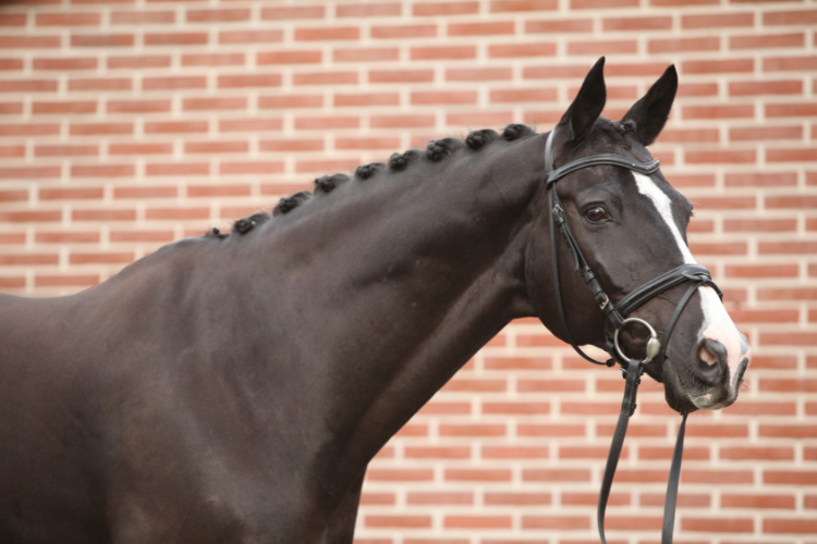 Dutch Warmblood