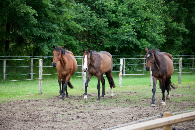 Holsteiner horses