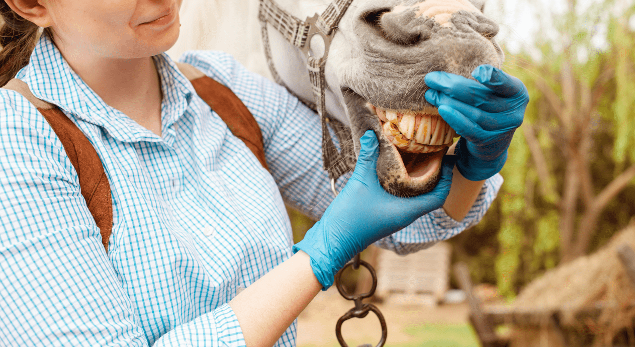 Horse bite