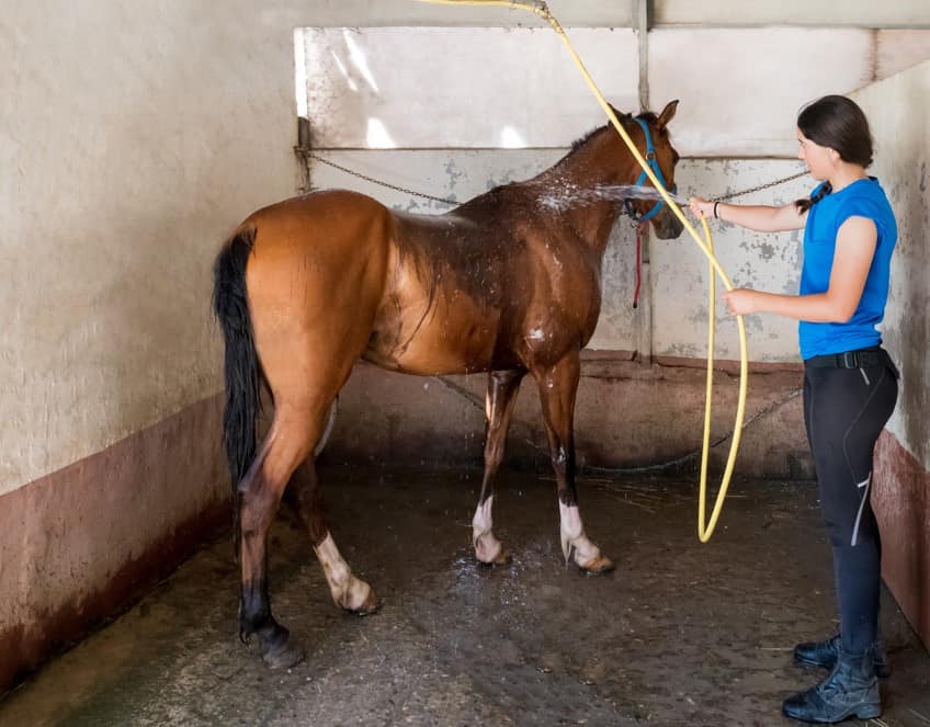 How to Find the Best Horse Box Trailer: Everything You Need To Get Started