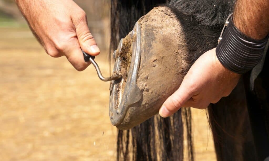 How To Find The Best Horseshoe Studs - cleaning horseshoe for studs