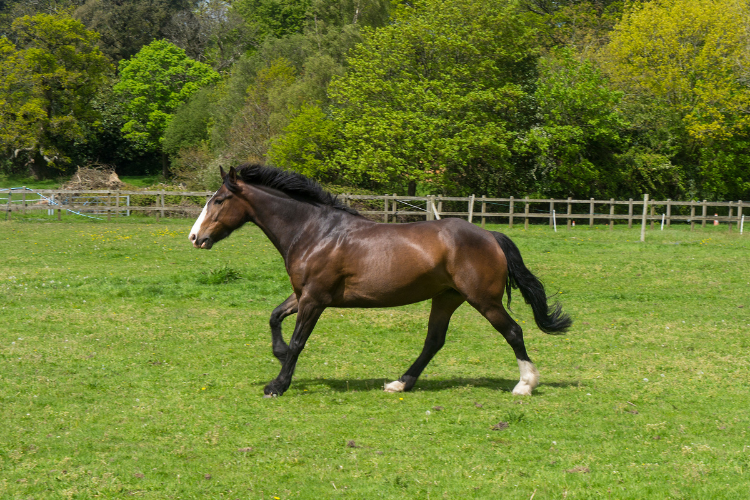 Irish Sport Horse