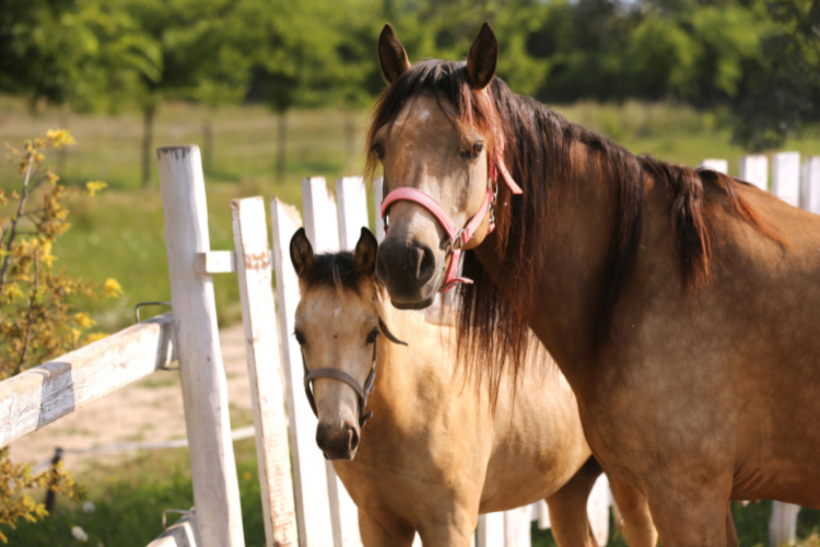 Morgan Horse