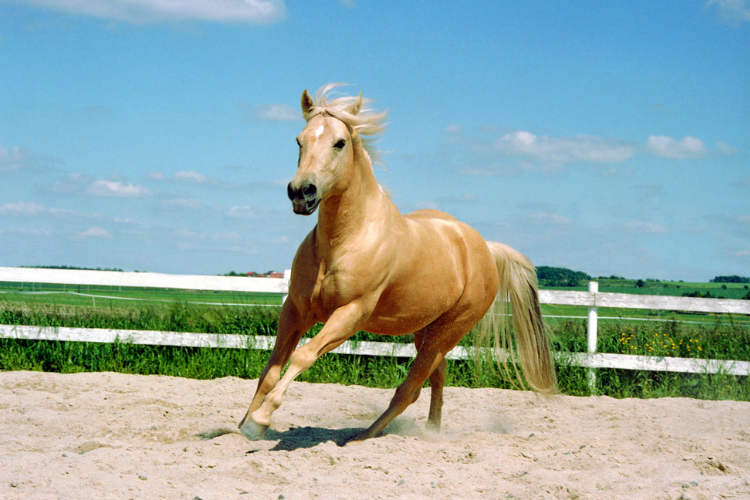 Quarter Horse