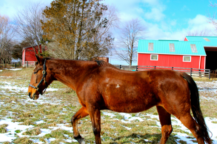 Standardbred