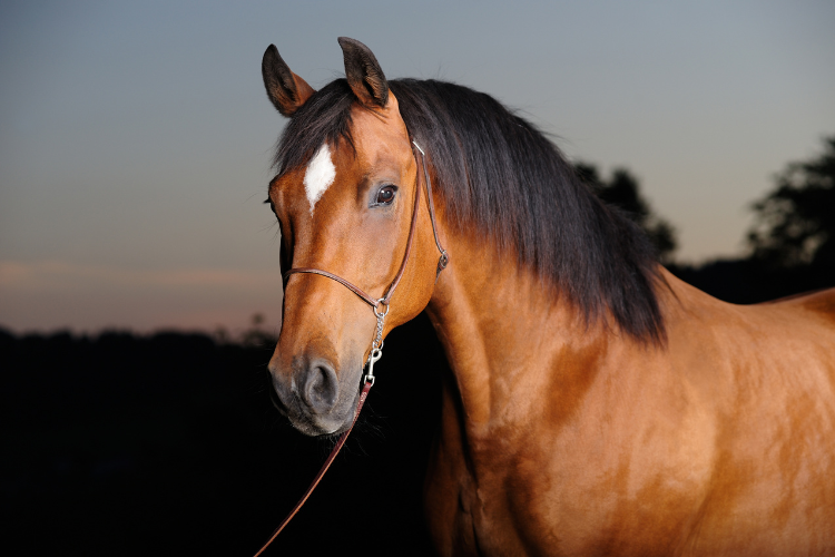 Warmbloods Horse Guide: Everything You Need To Know About Them