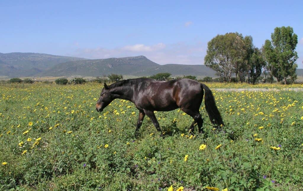 azteca horse