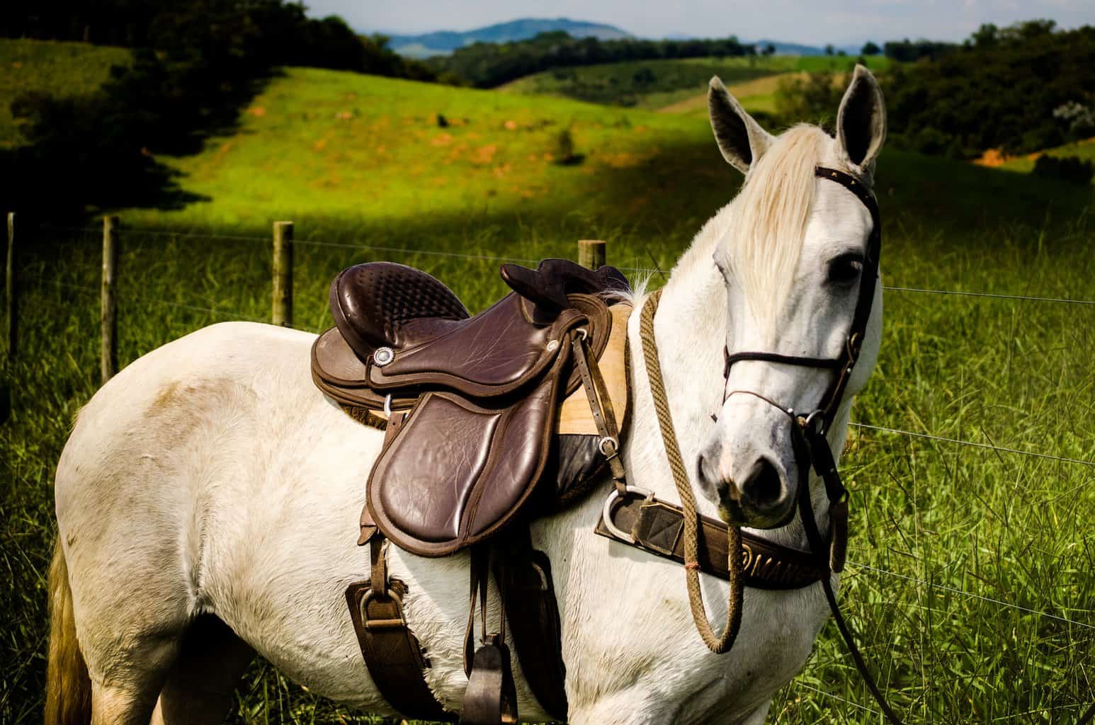 Horse Saddle Nature