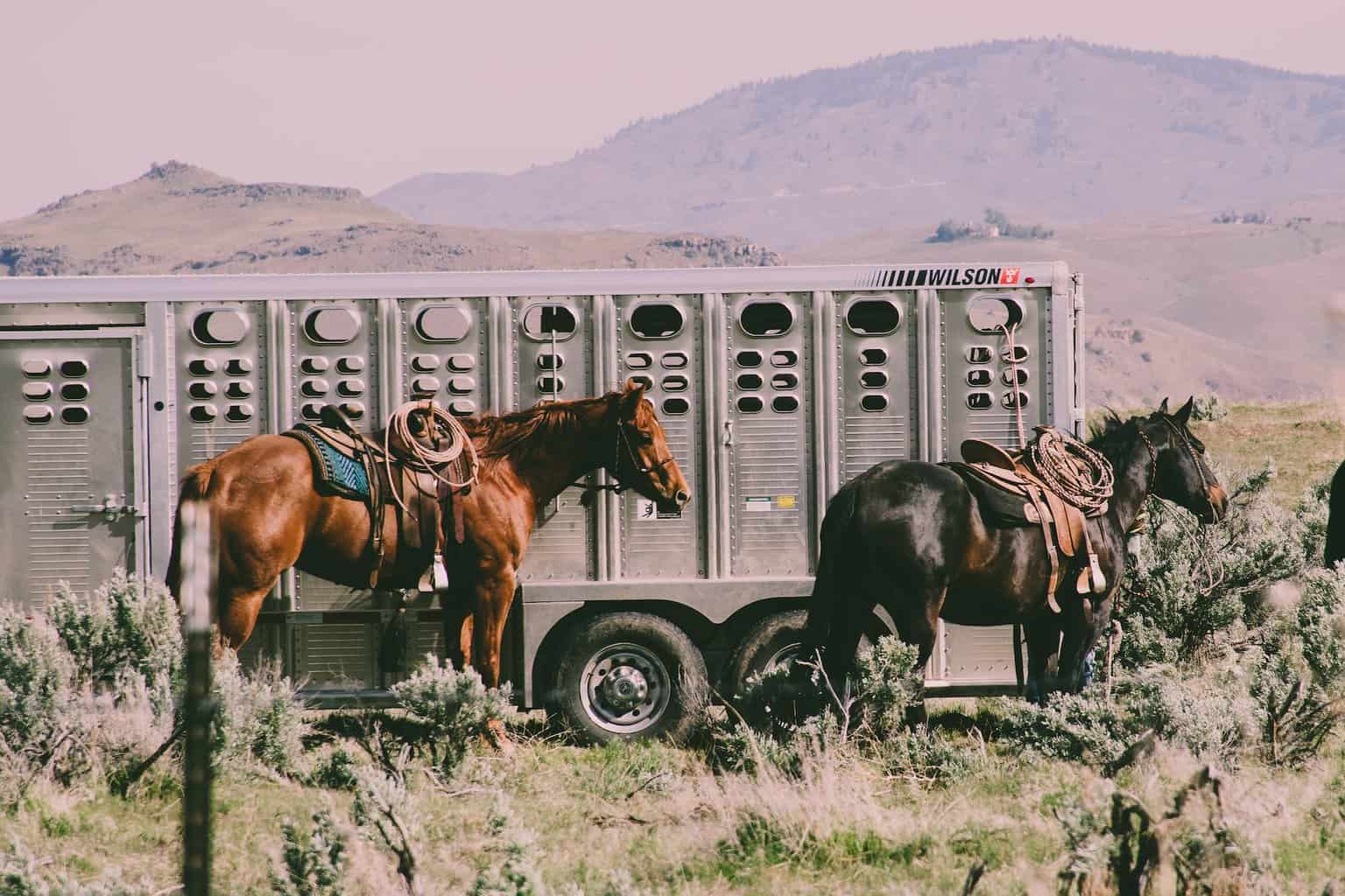 Horse Trailer