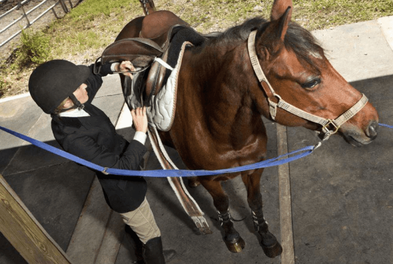 Best Horse Trailer Mats to Keep Your Horse Safe and Comfortable