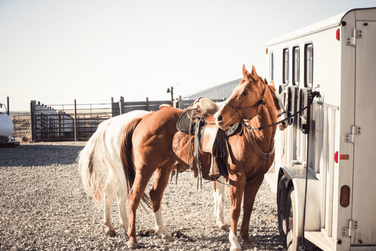 Horse Trailer