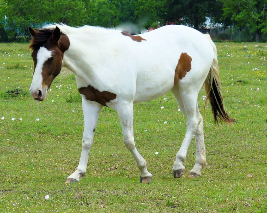 Splashed white