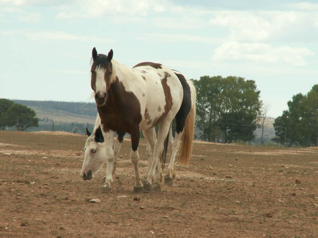 American Paint Horse