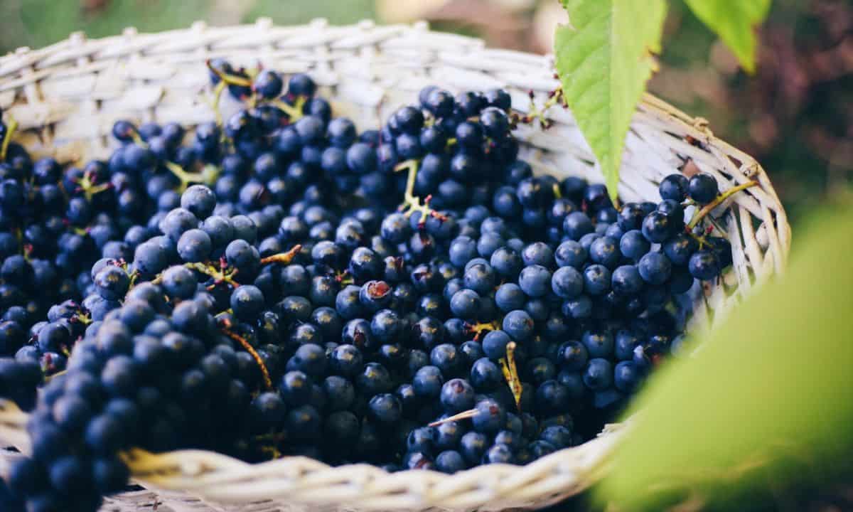 Can Horses Eat Grapes The Horse and Stable