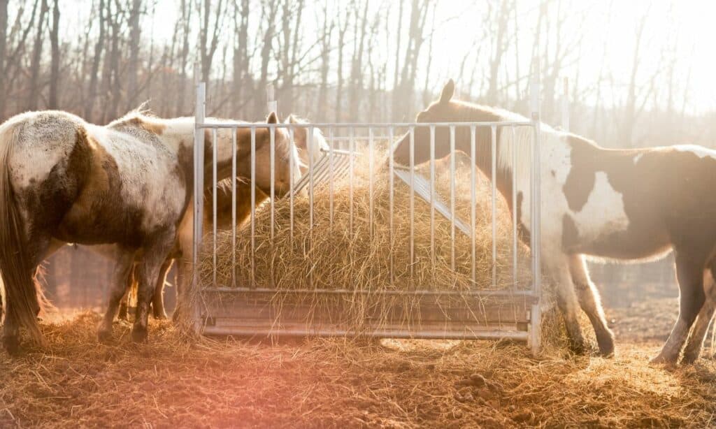 how much does a horse eat in a day