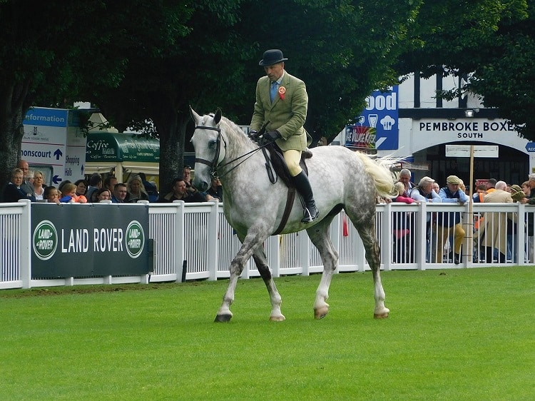 irish draught draft horse