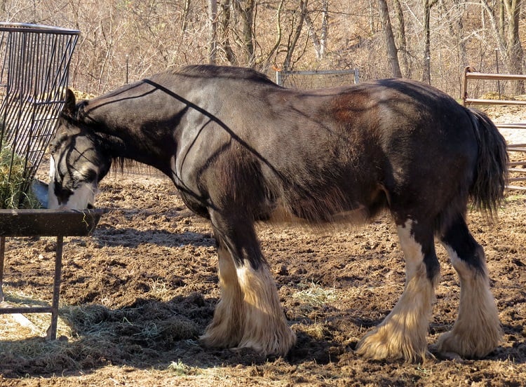 american cream draft horse